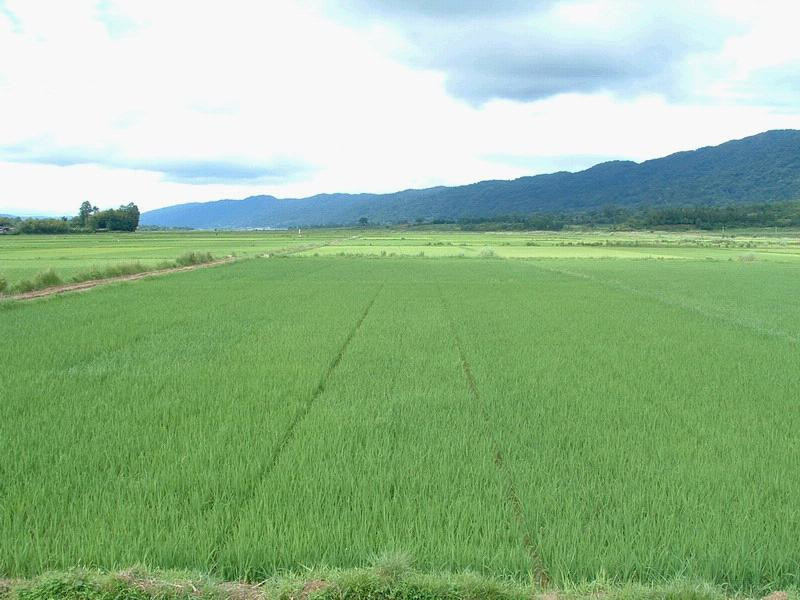 農(nóng)業(yè)種植保險(xiǎn)在哪里 土地種植保險(xiǎn)